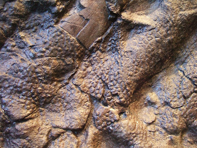 hadrosaur skin