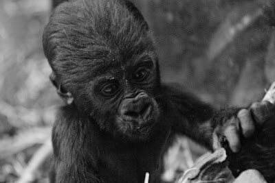 Baby gorilla