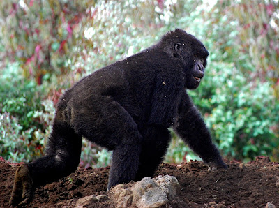 Kampanga the gorilla