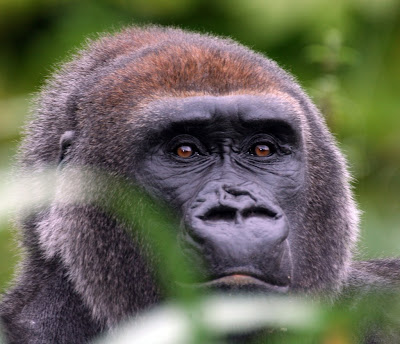 A lowland gorilla