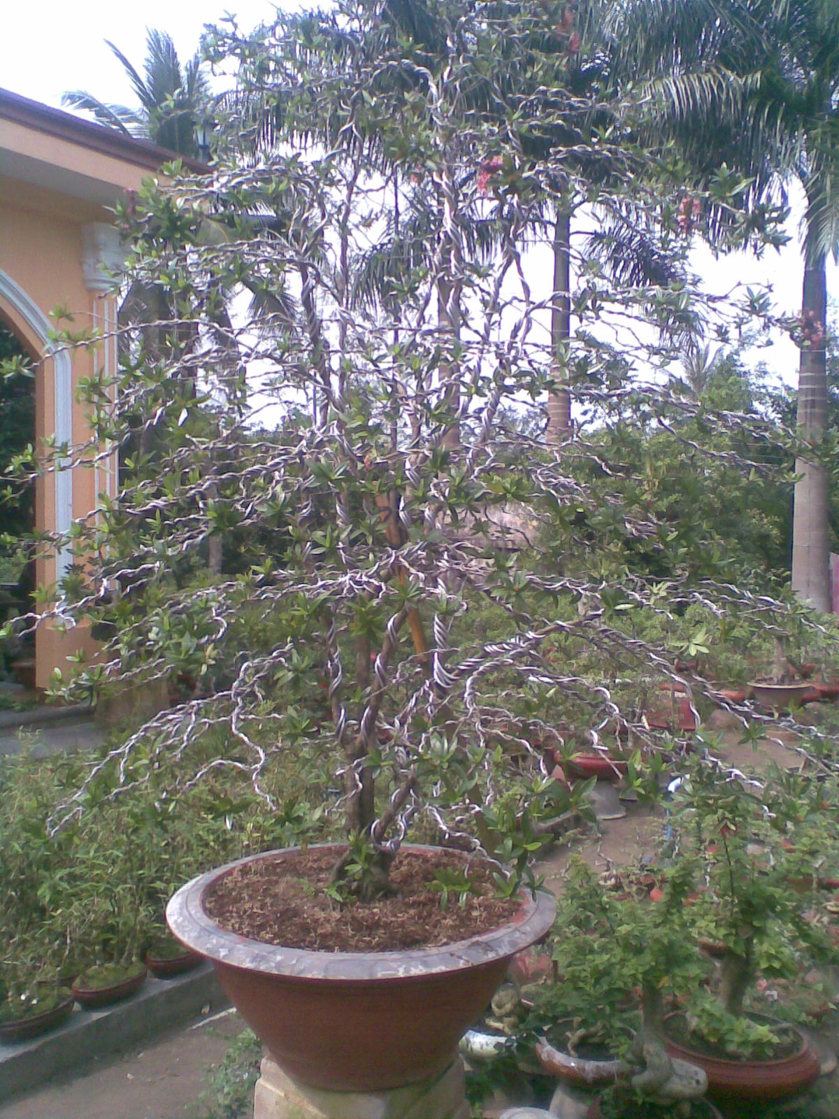mua-b-n-c-y-c-nh-bonsai-c-y-b-ng-trang