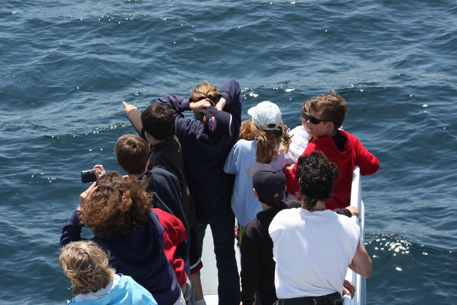 Blue Ocean Society's Whale Sightings: Newburyport-Prince of Whales-June 4 Blue Ocean Society's Whale Sightings: Newburyport-Prince of Whales-June 4