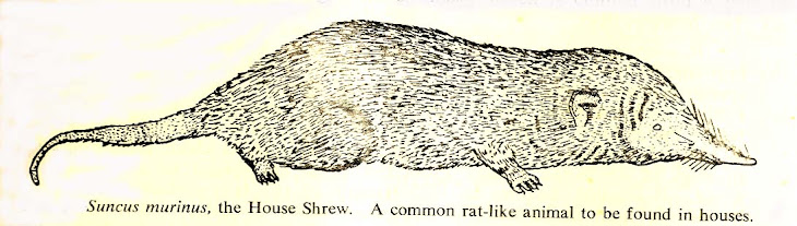 Cecurut ("Shrew") bukan Tikus