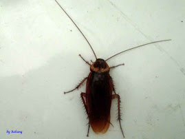 Periplaneta americana, American Cockroach