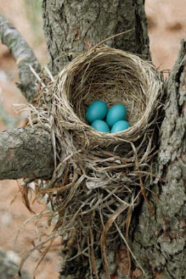 real robins eggs in robin nest