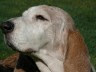Heloise the Basset hound