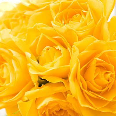 download free wallpapers for Apple iPad Yellow roses