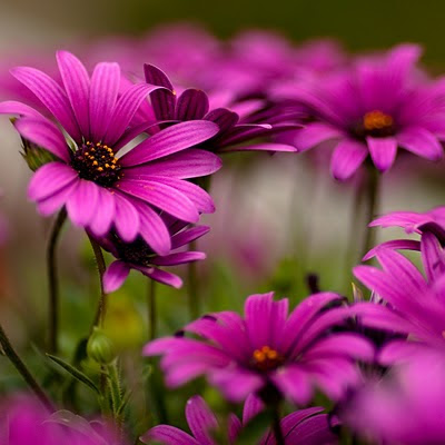 Purple Daisies flowers download free wallpapers for Apple iPad