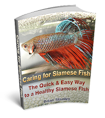 Fish Siamese Fighting: Tank Requirements of Siamese Fighting Fish