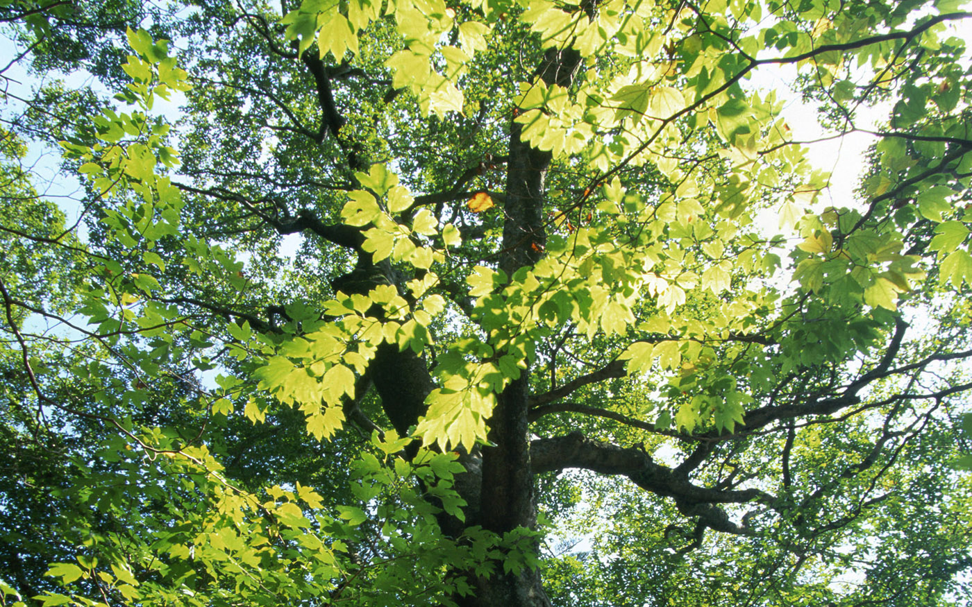 Free HD Wallpapers: Tree Wallpaper