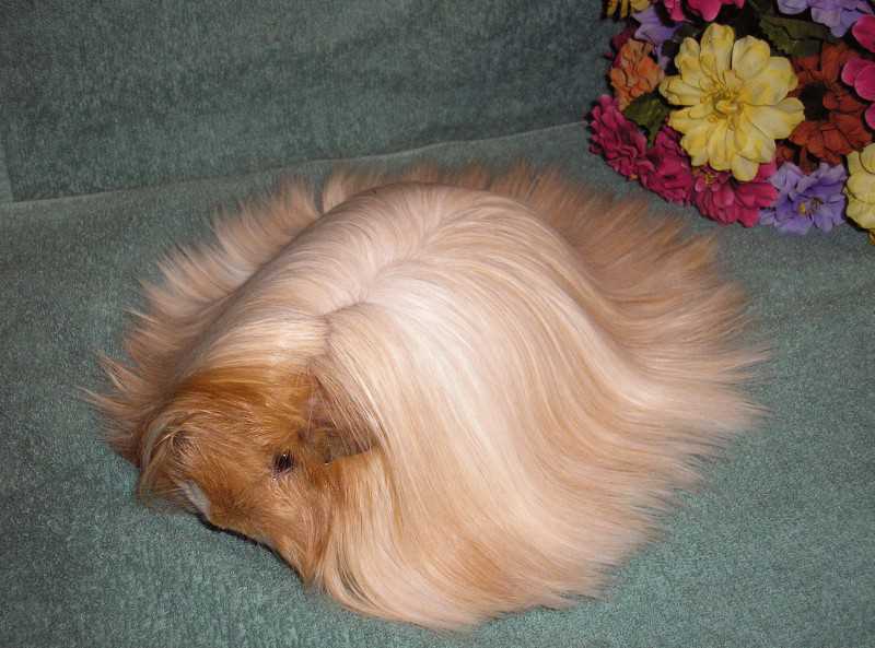 guinea.jpg