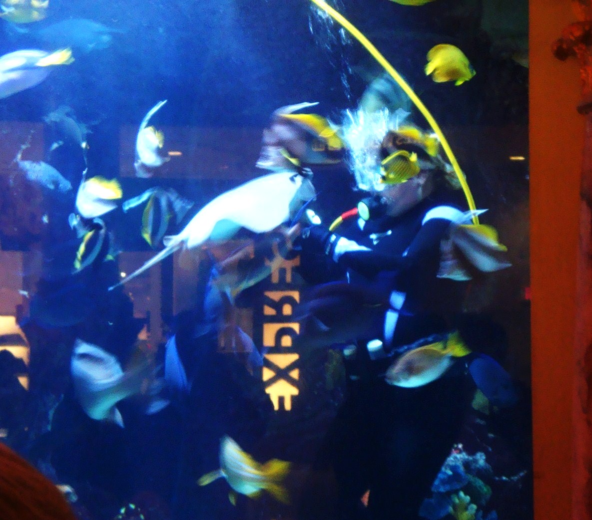 [Vegas+-+Caesars+feeding+manta+ray.JPG]