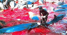 No a la matanza de delfines