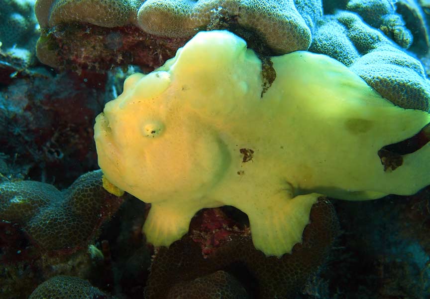 A Kona Hawaii Scuba Diver blabbers on We're coming into the best