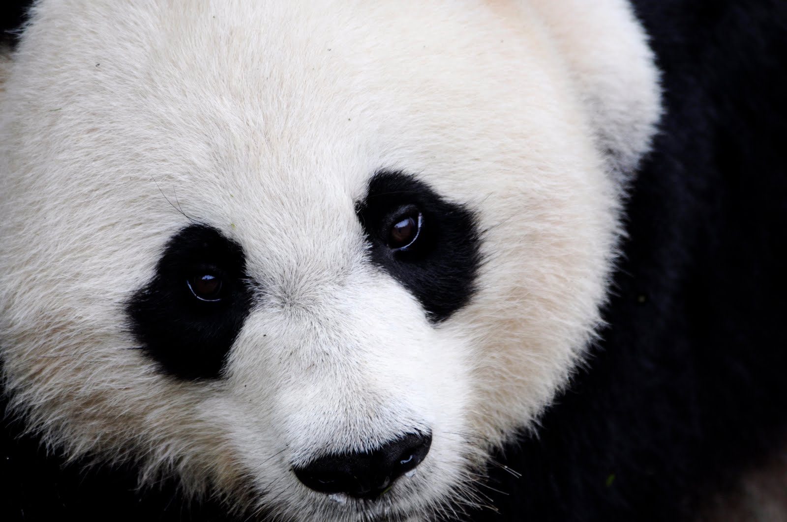 Панда без кругов. Панда обои. Бело коричневая Панда. Панда сбоку. Панда чихает.