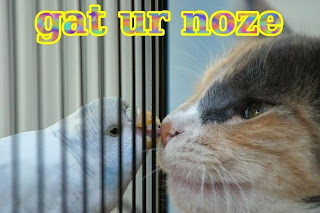 https://1.bp.blogspot.com/_9GHoR-RJLy8/SUZLBWUzysI/AAAAAAAAJ4U/IWiE1bApox4/s320/parrot_cat.jpg