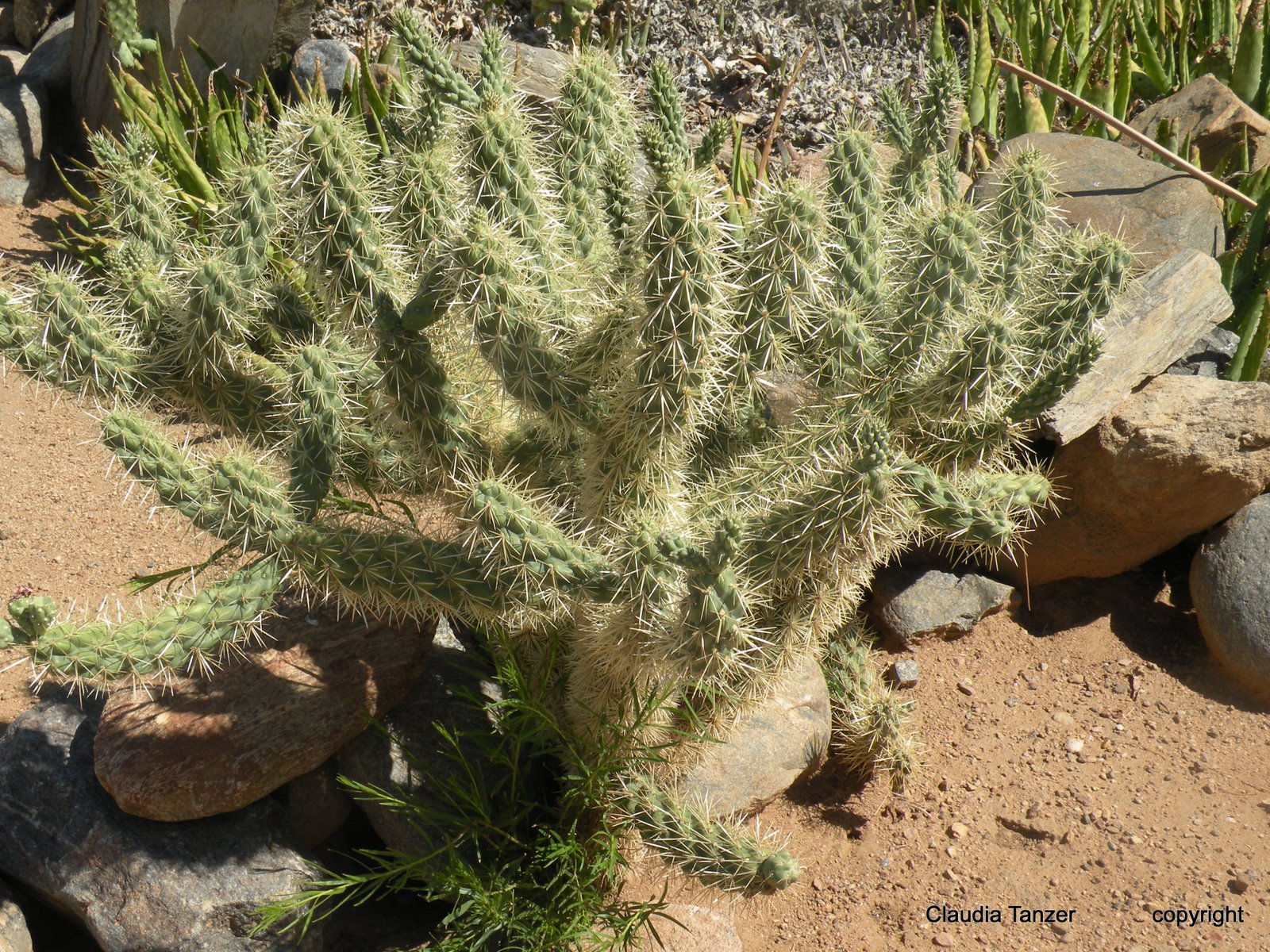Claudia TanzerPhotographer Arizona sesert cactus plants