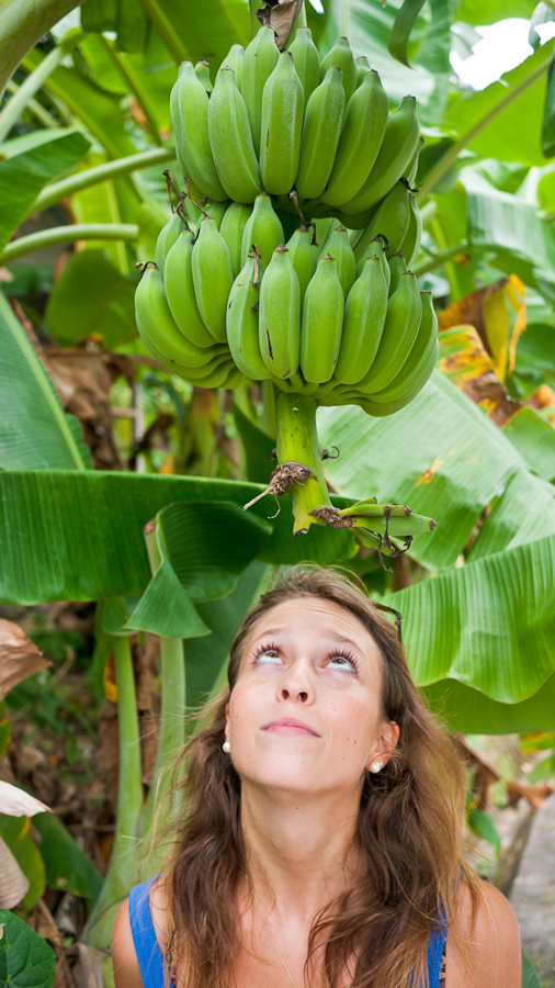 Von Zweien Von Bananen und Hunden auf Rollern