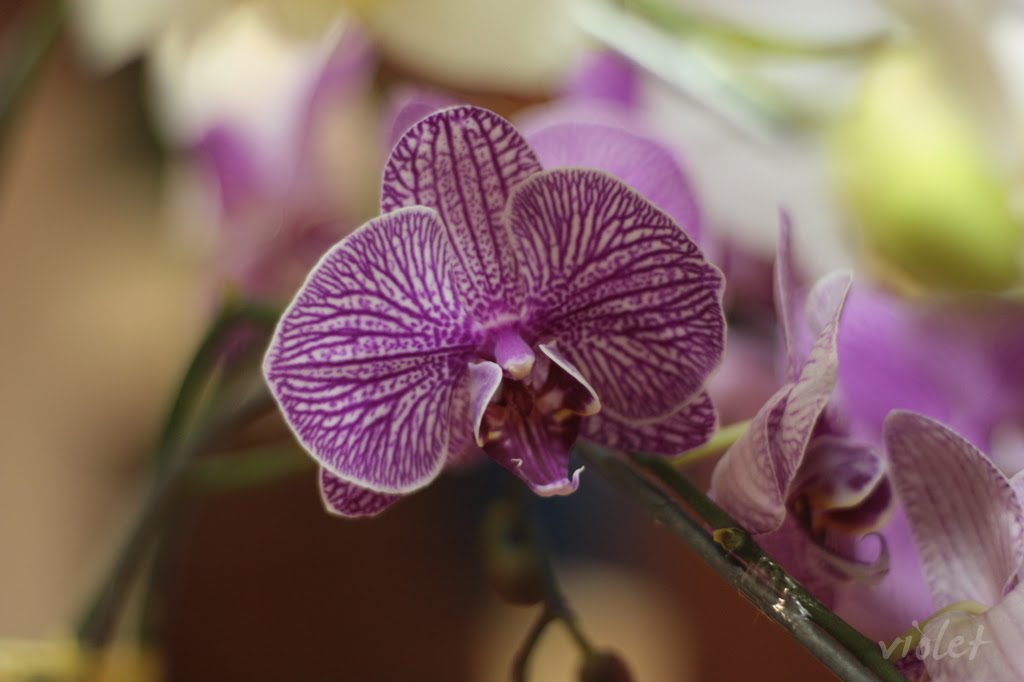 [IMG_3405+Phalaenopsis+purple2.jpg]