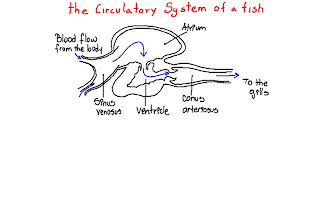science real: The circulatory system of a fish