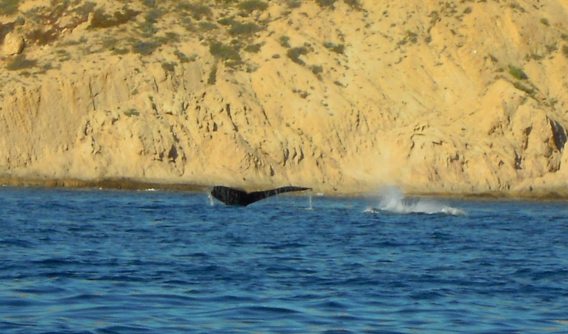 WhaleTail.jpg