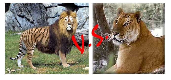 aneh tapi nyata: perbedaan Liger dan Tigon