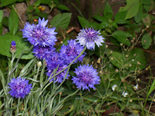 Wildflowers in bloom