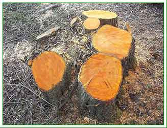 newly coppiced alder stool