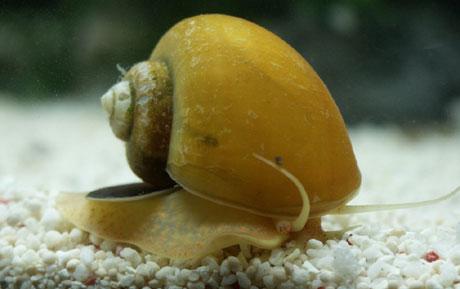 Домкрат golden snail