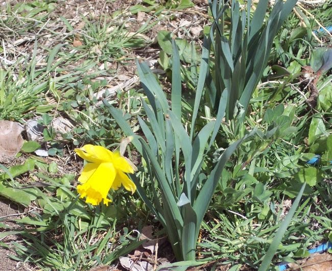 [first+daffodil.jpg]