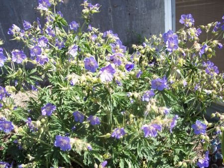 [geraniums.jpg]