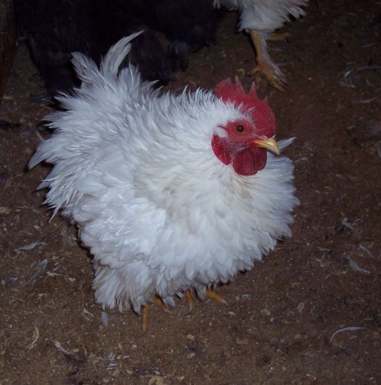 [frizzle.jpg]