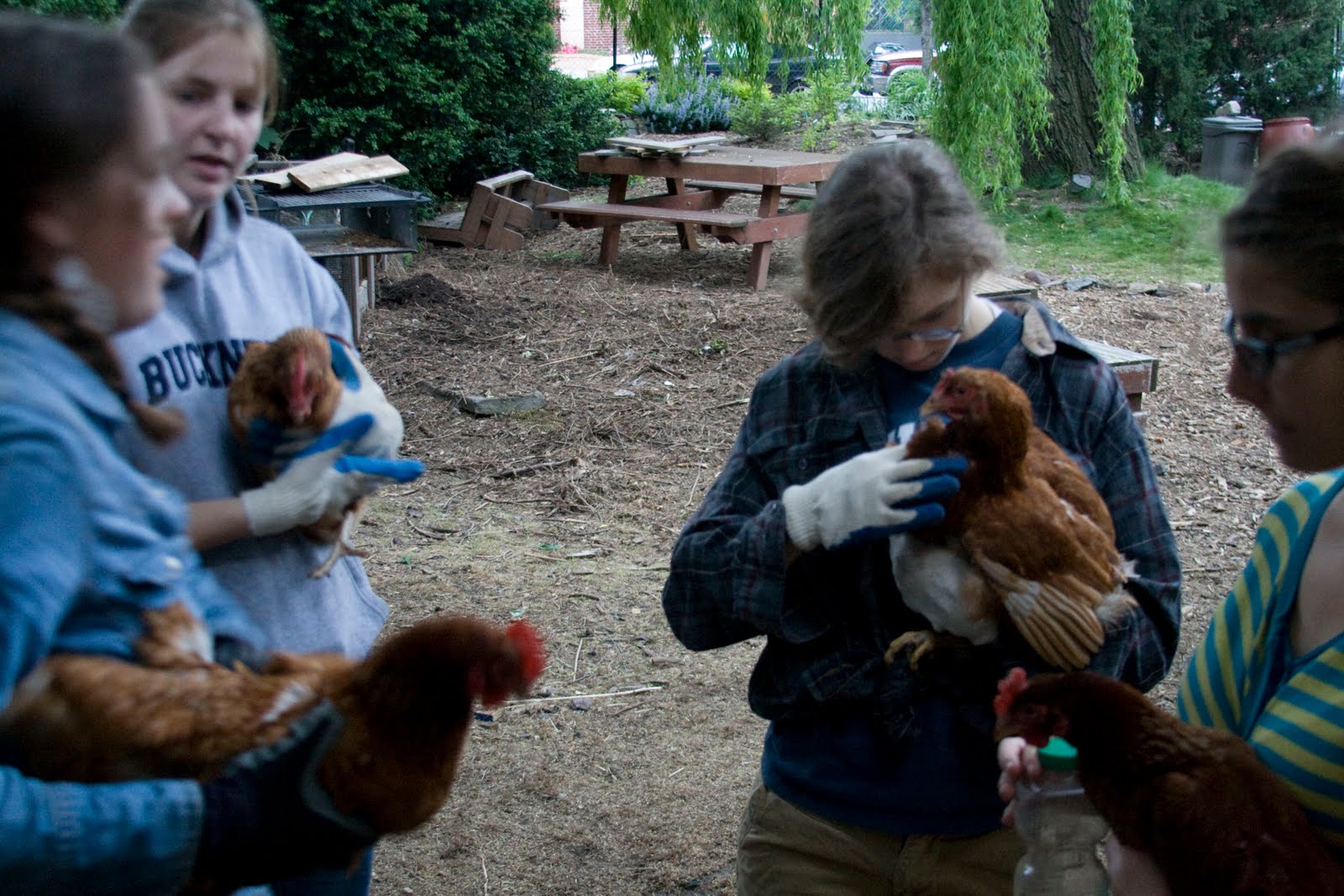 bk farmyards Free Chicken 2011