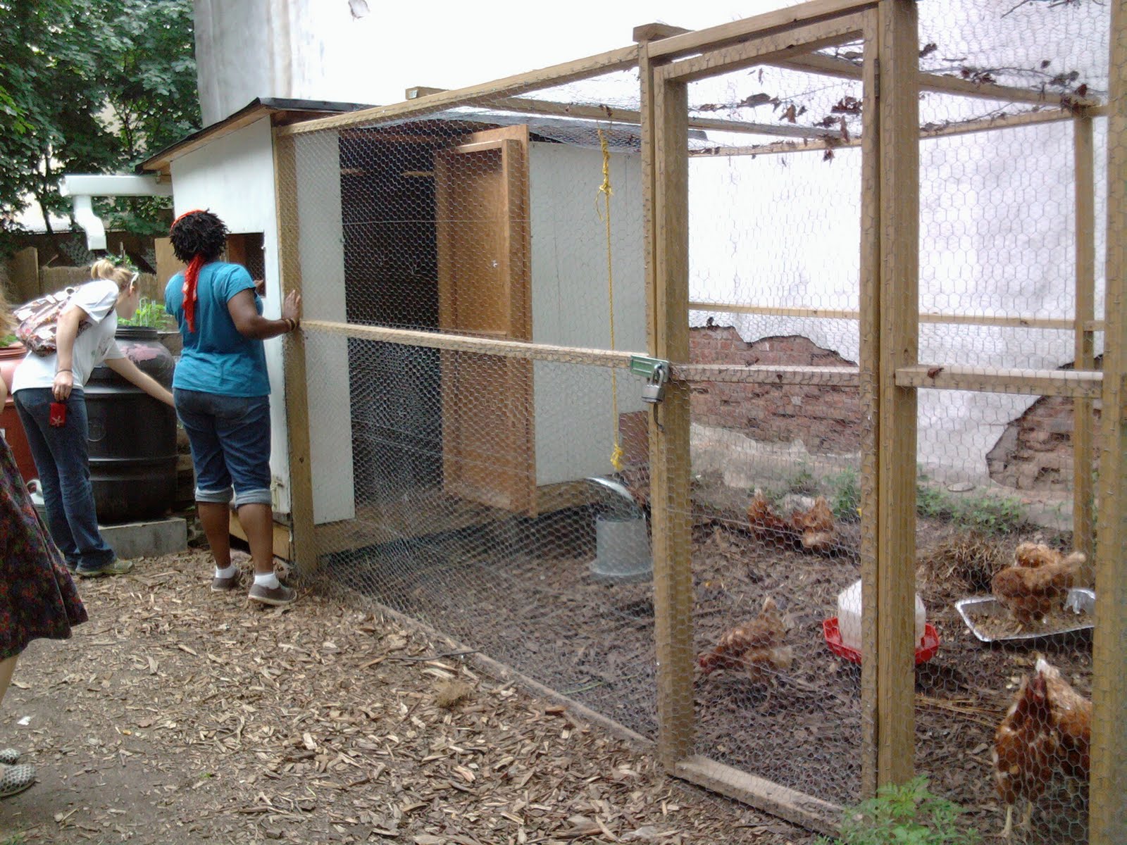 bk farmyards Brooklyn Chicken Tour