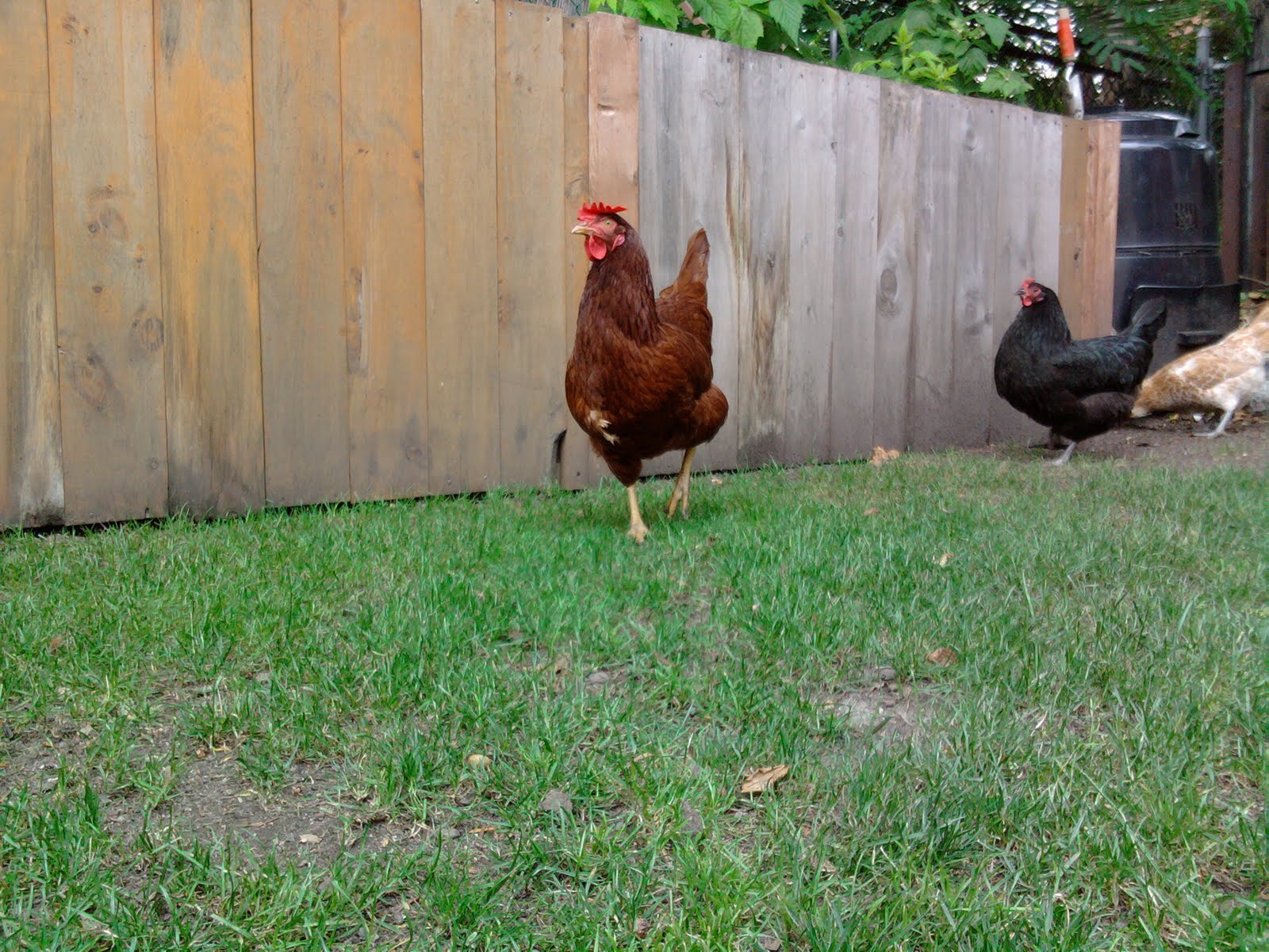 bk farmyards Brooklyn Chicken Tour