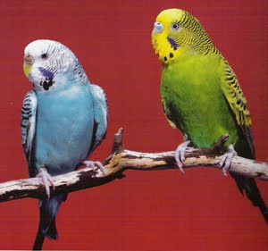 [budgies.jpg]