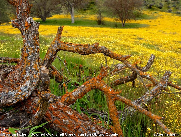 [060415-Shell-Creek--lichen-on-branches-E-C.jpg]
