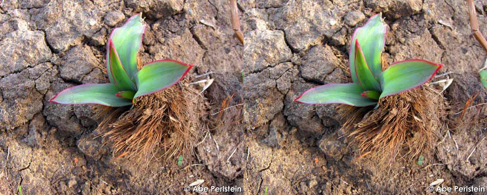 [061224-Bowden-Ranch--plant-tufts-2-X-C-BLOG-.jpg]