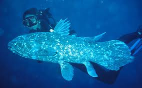 Coelacanth