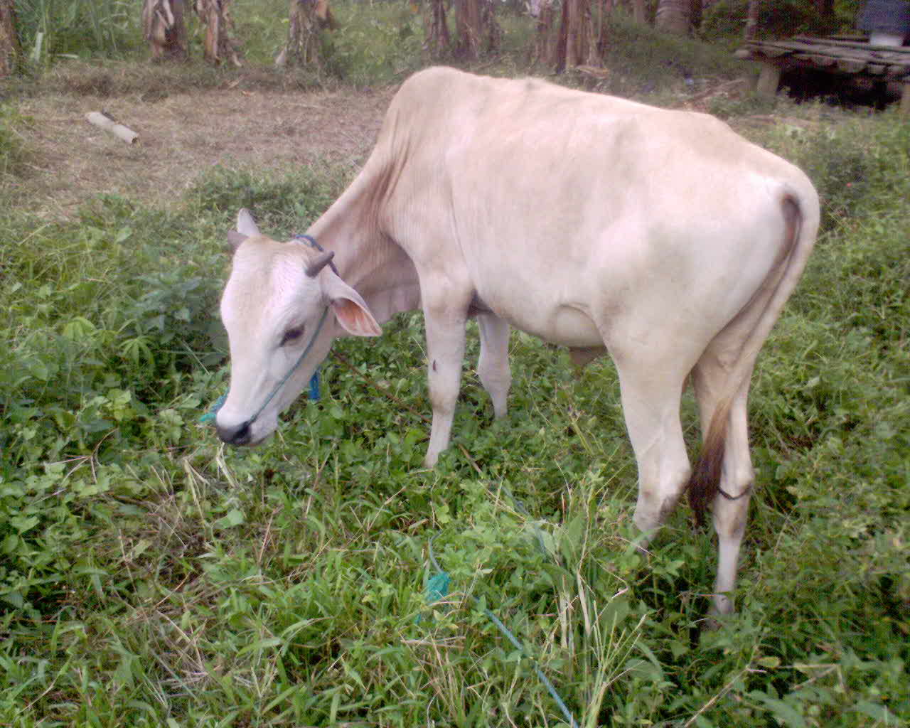  sapi  makan  rumput 