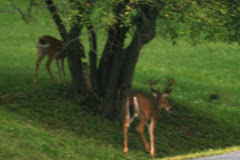 Our Wildlife Neighborhood