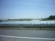 Plastic covered earthen greenhouses for fresh vegetables