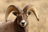 Image of a ram
