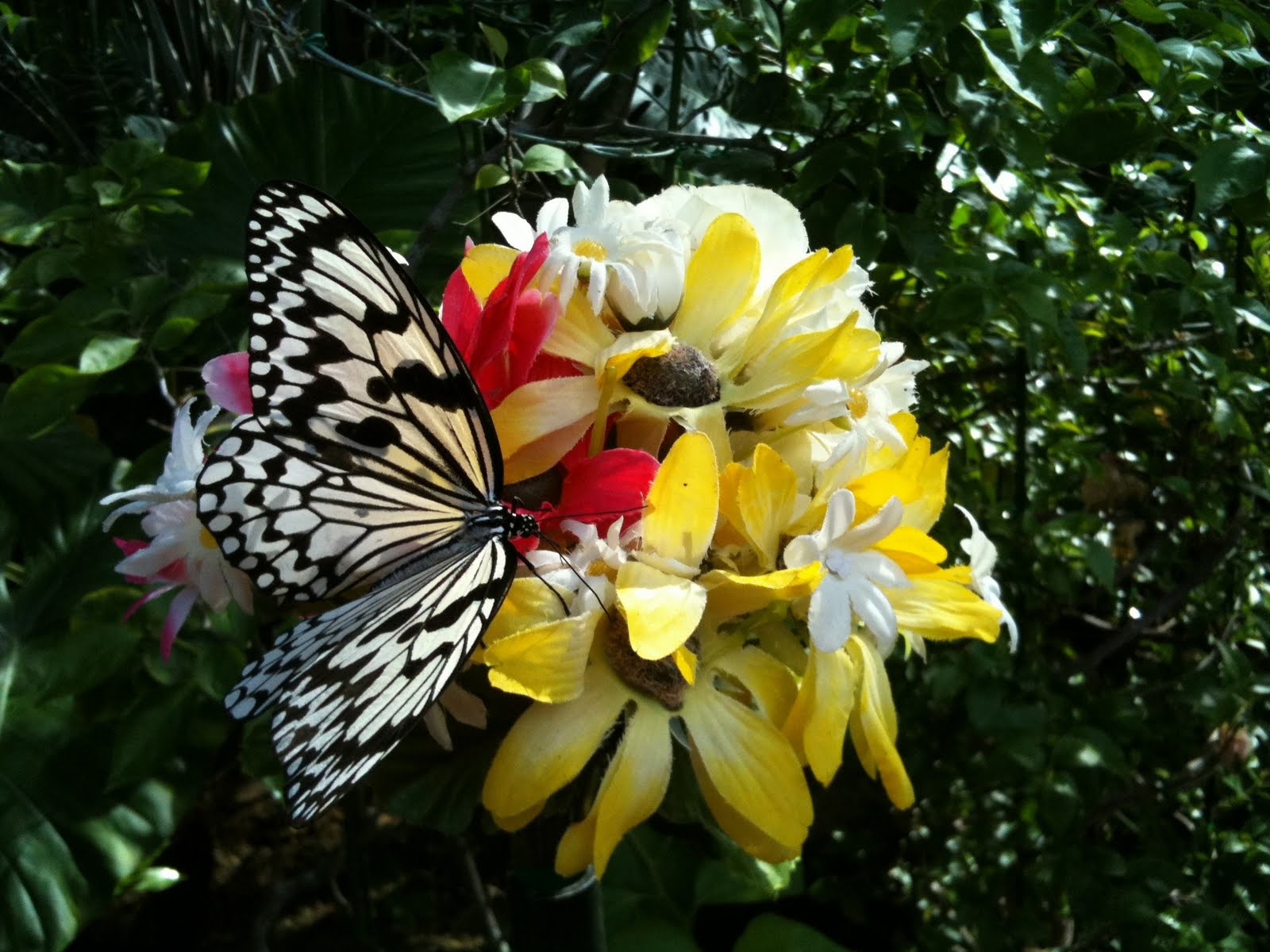 The Oteros in Okinawa Ryugujo Butterfly Garden