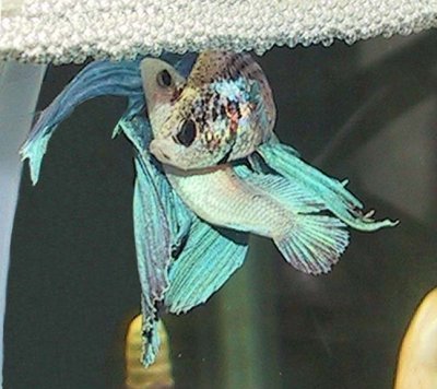 [betta02.jpg]