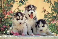 Huskies