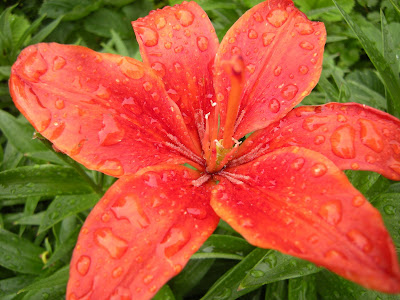 Red carpet lilies are great multipliers. It is my #1 pass-a-long.