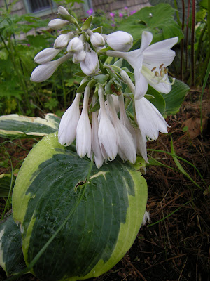American Halo hosta was bought this year and is looking great despite the slug and handling damages.
