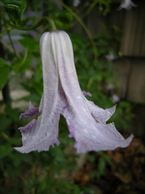 Betty Corning clematis was an impulse purchase that has proven to be a good impulse. It is growing on the railing of the front steps and adds a bit of romance to this area.