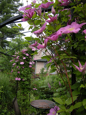 Comtesse de Bouchard clematis is doing a fantastic job of scaling the gazebo legs and looking like roses, without all the fuss. I kill roses.